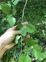 Crataegus triflora