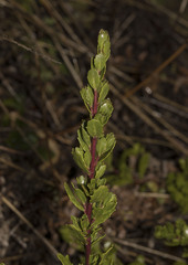 Baccharis patagonica