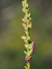 Sairocarpus virga