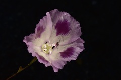 Clarkia williamsonii