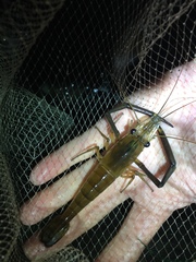 Macrobrachium lar