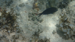 Acanthurus nigrofuscus