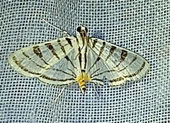 Conchylodes grammaphora