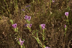 Clarkia williamsonii