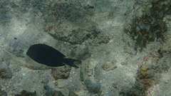 Acanthurus nigrofuscus