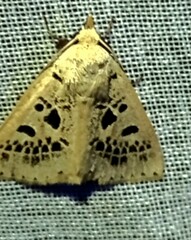 Herminodes atrosignata