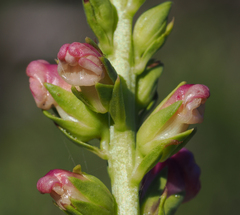 Sairocarpus virga