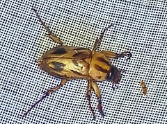 Cyclocephala amazona