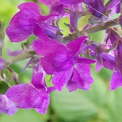 Linaria purpurea