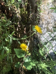 Heterotheca mucronata