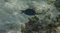Acanthurus nigrofuscus