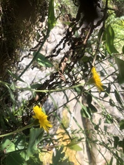 Heterotheca mucronata