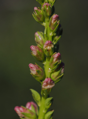 Sairocarpus virga