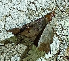 Euclystis plusioides