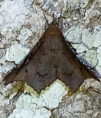 Euclystis plusioides