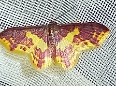 Lophosis labeculata