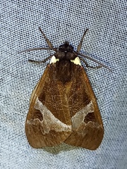 Dysschema marginalis