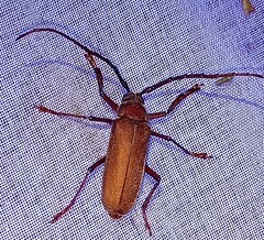 Strongylaspis corticaria