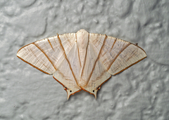 Ourapteryx picticaudata