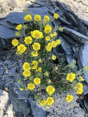 Potentilla rubricaulis