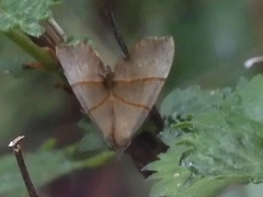 Gonepatica opalina