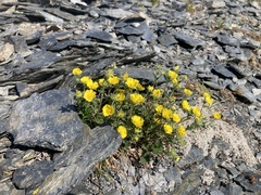 Potentilla rubricaulis
