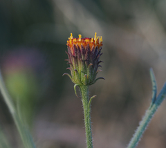 Erigeron biolettii