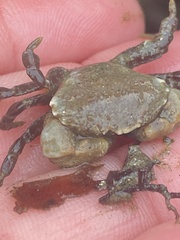 Lophopanopeus bellus