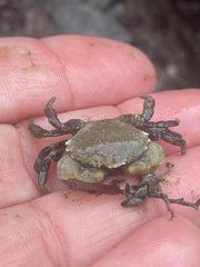 Lophopanopeus bellus