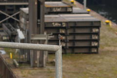 Phoenicurus ochruros