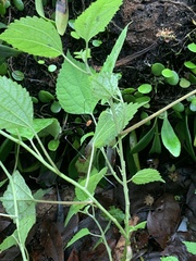 Pseudogagrella splendens