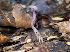 Laccaria masoniae