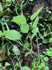 Pseudogagrella splendens