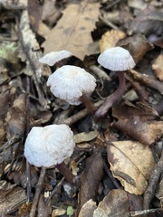 Laccaria masoniae