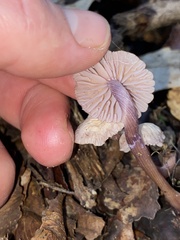 Laccaria masoniae