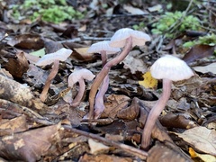 Laccaria masoniae