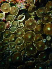 Palythoa heliodiscus