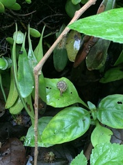 Plectotropis gerlachi