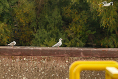 Chroicocephalus ridibundus