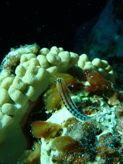 Ecsenius fijiensis