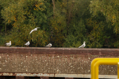 Chroicocephalus ridibundus