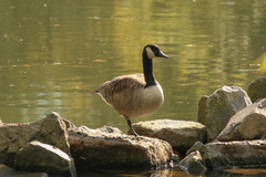 Branta canadensis