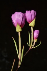 Clarkia gracilis gracilis