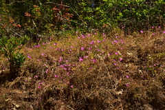 Clarkia gracilis gracilis