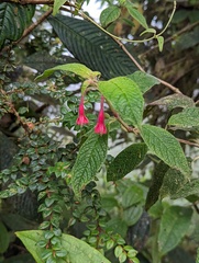 Fuchsia scabriuscula