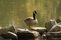 Branta canadensis