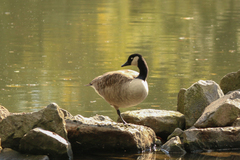 Branta canadensis