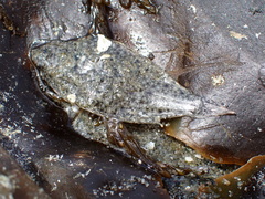 Pleuronectinae