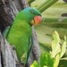 Blue-naped Parrot - Photo (c) emskakoon, some rights reserved (CC BY-NC), uploaded by emskakoon