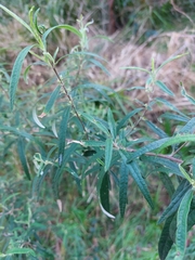 Olearia viscidula